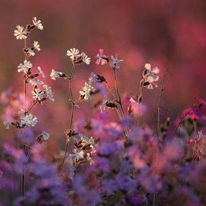 MEET YOUR POSHER, RENEE 💖